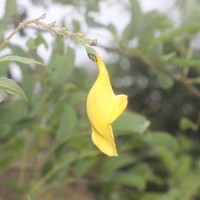 Gmelina asiatica L.