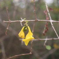 Gmelina asiatica L.