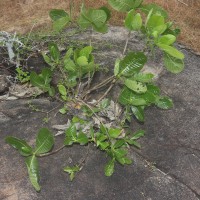 Gardenia fosbergii Tirveng.