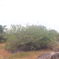 Gardenia fosbergii Tirveng.