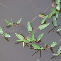 Hygroryza aristata (Retz.) Nees ex Wight & Arn.