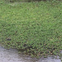 Hygroryza aristata (Retz.) Nees ex Wight & Arn.