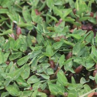 Hygroryza aristata (Retz.) Nees ex Wight & Arn.