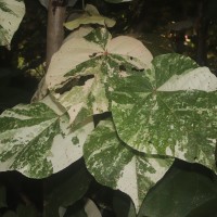 Hibiscus tiliaceus L.