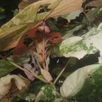 Hibiscus tiliaceus L.