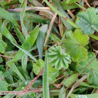 Alchemilla indica Gardner