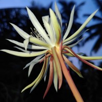 Epiphyllum hookeri Haw.