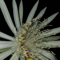 Epiphyllum hookeri Haw.