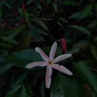 Kopsia obscura D.J.Middleton