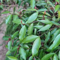 Kopsia obscura D.J.Middleton