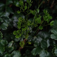 Polyscias guilfoylei (W.Bull) L.H.Bailey