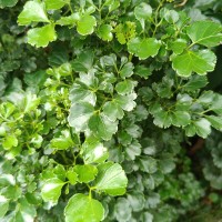 <i>Polyscias guilfoylei</i> (W.Bull) L.H.Bailey