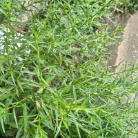 Pseudelephantopus spicatus (Juss. ex Aubl.) C.F.Baker