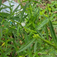 Pseudelephantopus spicatus (Juss. ex Aubl.) C.F.Baker