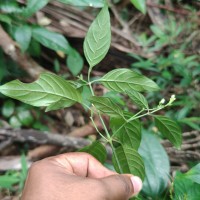 Justicia ceylanica (Nees) T.Anderson