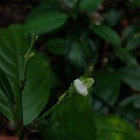 Justicia ceylanica (Nees) T.Anderson