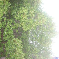 Scyphiphora hydrophylacea C.F.Gaertn.