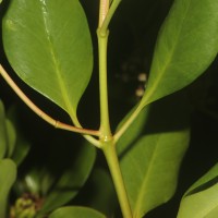 Scyphiphora hydrophylacea C.F.Gaertn.