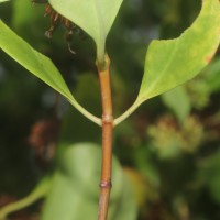 Scyphiphora hydrophylacea C.F.Gaertn.