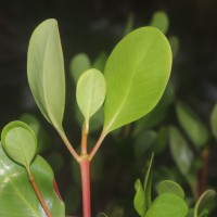 Scyphiphora hydrophylacea C.F.Gaertn.