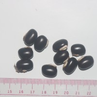 Mucuna pruriens var. utilis (Wall. ex Wight) Baker ex Burck