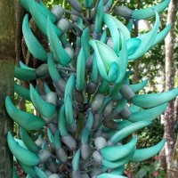 Strongylodon macrobotrys A.Gray