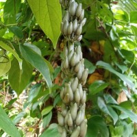 Strongylodon macrobotrys A.Gray