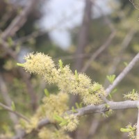 Flueggea leucopyrus Willd.