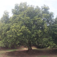 Vitex leucoxylon L.f.