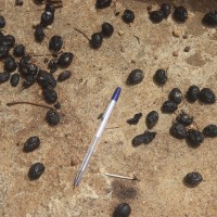 Vitex leucoxylon L.f.