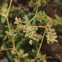 Nothosaerva brachiata (L.) Wight