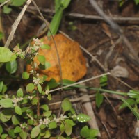 Nothosaerva brachiata (L.) Wight