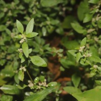 Nothosaerva brachiata (L.) Wight