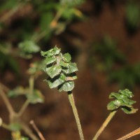 Strobilanthes anceps Nees