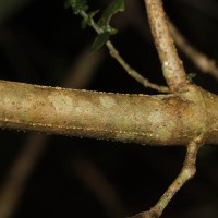 Strobilanthes anceps Nees