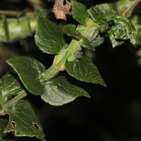 Strobilanthes anceps Nees