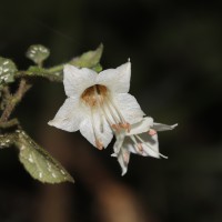 Strobilanthes arnottiana Nees