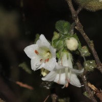 Strobilanthes arnottiana Nees
