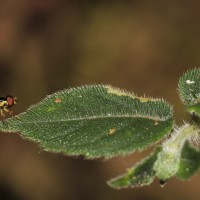 Strobilanthes arnottiana Nees