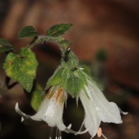 Strobilanthes arnottiana Nees