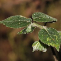 Strobilanthes arnottiana Nees