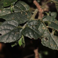 Strobilanthes arnottiana Nees