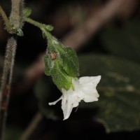 Strobilanthes arnottiana Nees
