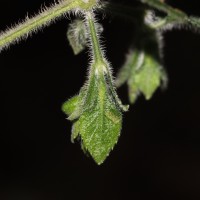 Strobilanthes arnottiana Nees