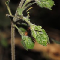 Strobilanthes arnottiana Nees