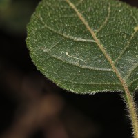 Strobilanthes arnottiana Nees