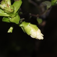 Strobilanthes calycina Nees