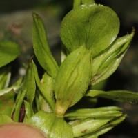 Strobilanthes calycina Nees