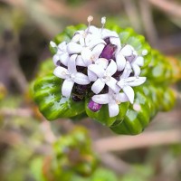 Hedyotis quinquinervia Thwaites