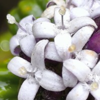 Hedyotis quinquinervia Thwaites